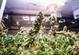 Guida Coltivazione indoor: Come coltivare la cannabis Indoor
