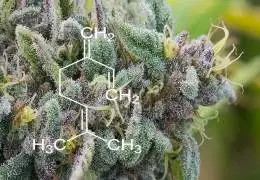 Terpeni nella Cannabis: Proprietà, Benefici e Ruolo Terapeutico