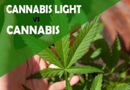 Differenze Tra la Cannabis e la Cannabis Light: Un Approfondimento Completo