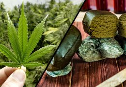 Hashish e Marijuana: Scopriamo le differenze
