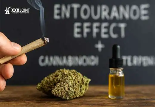 Effetto Entourage: guida completa al potere combinato di cannabinoidi e terpeni Effetto Entourage: guida completa al potere combinato di cannabinoidi e terpeni
