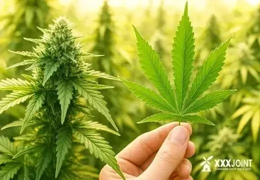 Marijuana: cos’è, effetti, benefici e legalità in Italia