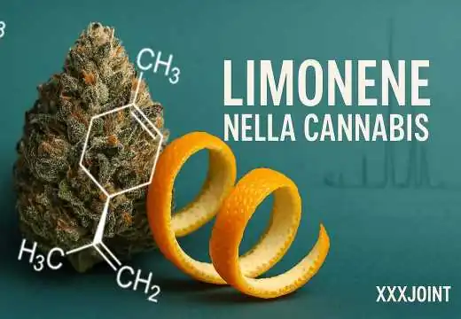 Limonene nella cannabis (marijuana): Tutto su profili terpenici, COA e conservazione Limonene nella cannabis (marijuana): Tutto su profili terpenici, COA e conservazione