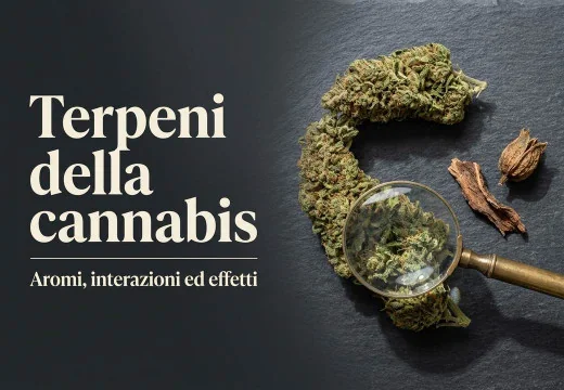 Terpeni della cannabis: guida ad aromi, tipi, interazioni ed effetti