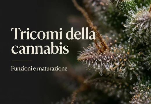Tricomi nella cannabis: cosa sono, funzioni e maturazione
