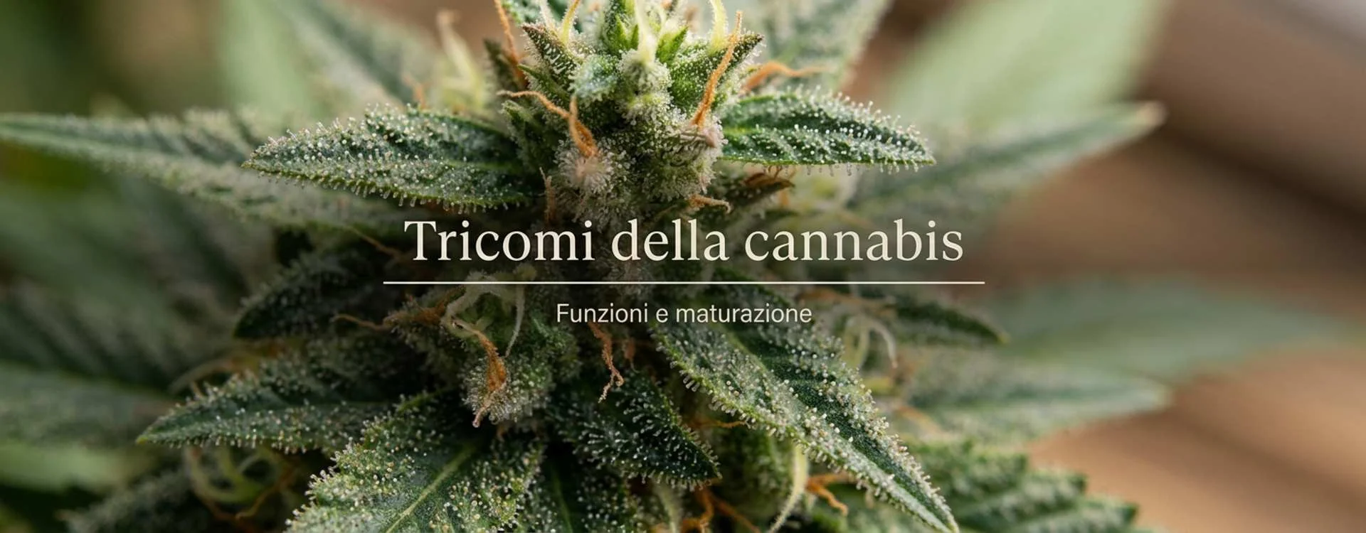 Tricomi nella cannabis: cosa sono, funzioni e maturazione Tricomi nella cannabis: cosa sono, funzioni e maturazione
